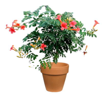 Fire Trumpet Plant